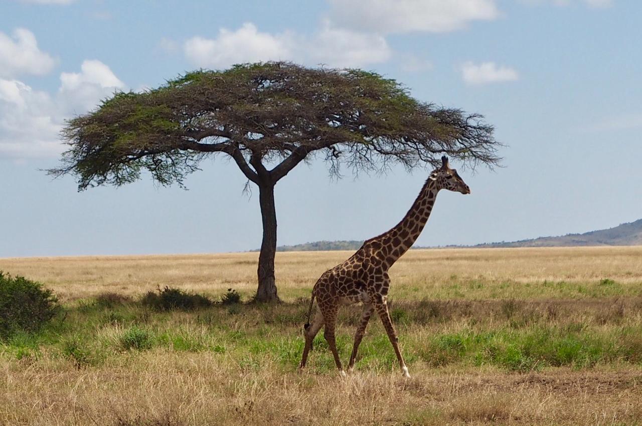 Melia Serengeti Lodge Bagian luar foto